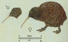Southern Brown Kiwi
